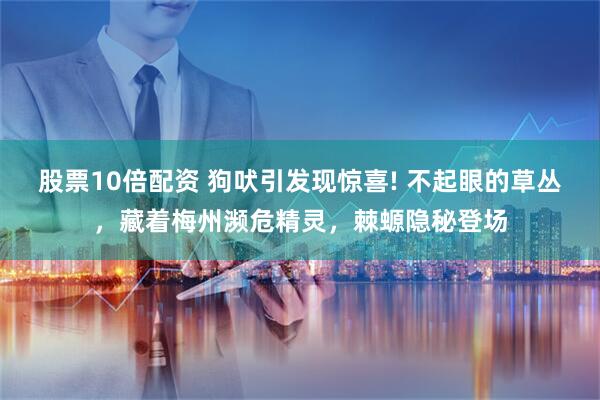 股票10倍配资 狗吠引发现惊喜! 不起眼的草丛，藏着梅州濒危精灵，棘螈隐秘登场